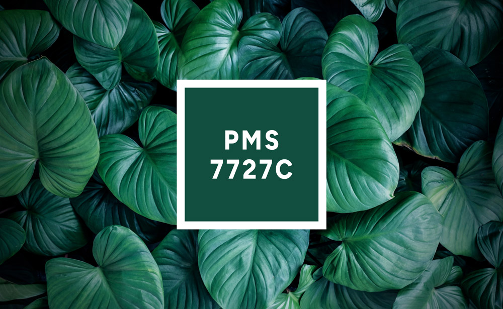 Perma Press Homalomena plant swatched for Pantone PMS 7727C